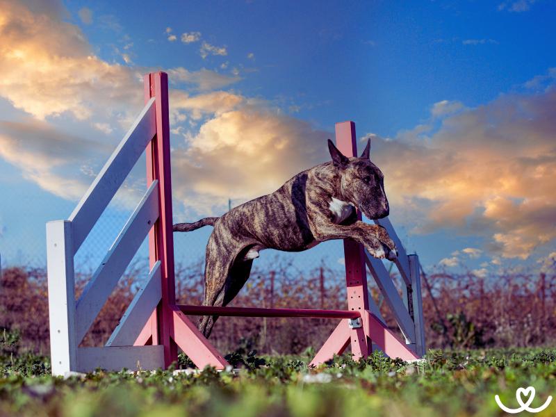 Bull-sporty (8)